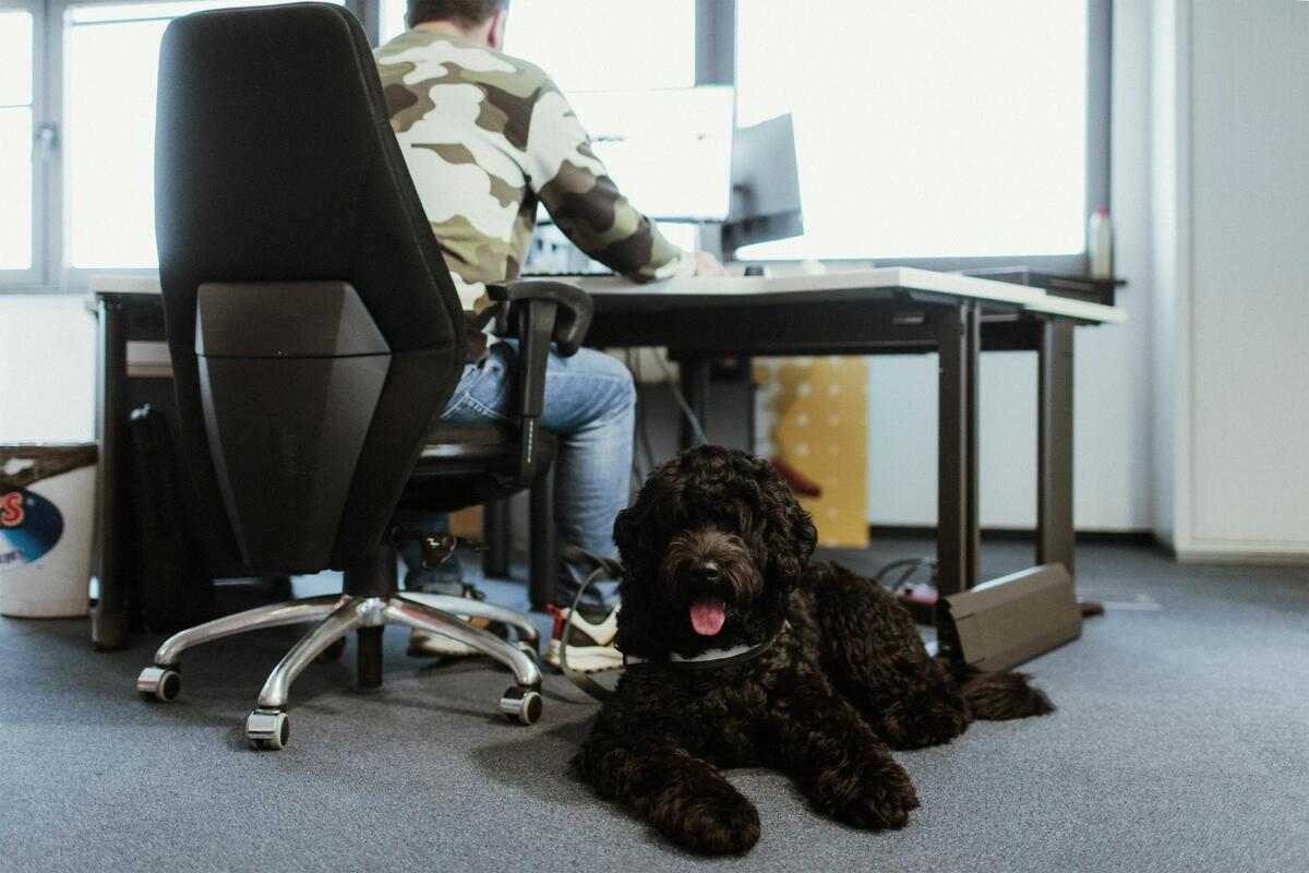 Pet-Friendly kancelarije: Kako prilagoditi radni prostor za kućne ljubimce